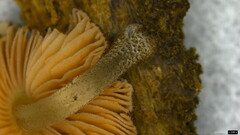 Pluteus podospileus