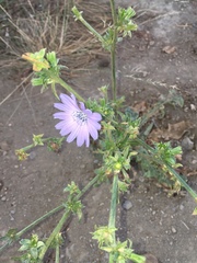 Cichorium intybus