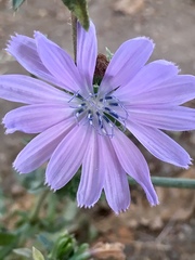 Cichorium intybus