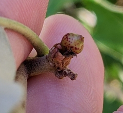 Callirhytis perditor