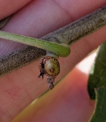 Callirhytis perditor