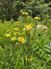 Inula linariifolia