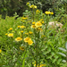 Flax-leaved Inula - Photo (c) Chuangzao, some rights reserved (CC BY-NC), uploaded by Chuangzao