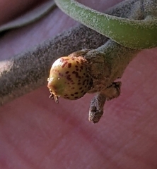 Callirhytis perditor