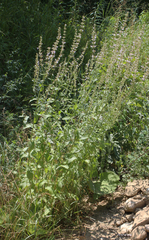 Nepeta nuda