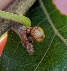 Callirhytis perditor