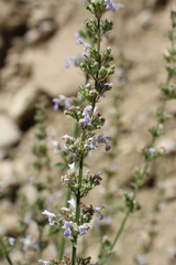 Nepeta nuda