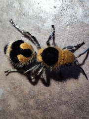 Dasymutilla arachnoides