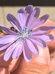 Cichorium intybus