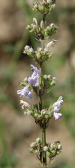Nepeta nuda