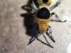 Dasymutilla arachnoides