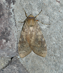 Pseudohemihyalea labecula