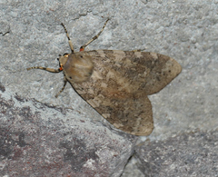 Pseudohemihyalea labecula