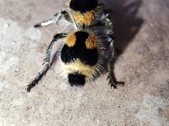 Dasymutilla arachnoides