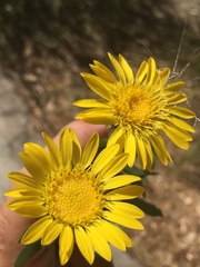Grindelia stricta
