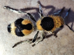 Dasymutilla arachnoides