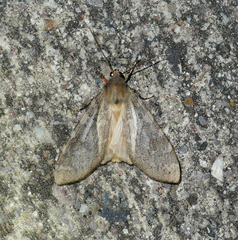 Pseudohemihyalea labecula