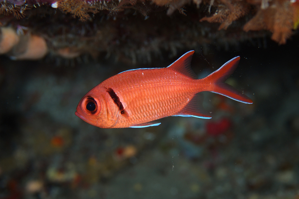 Photo of Blackbar soldierfish (Myripristis jacobus)