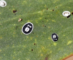 Pseudozaphanera wariensis