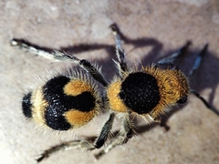 Dasymutilla arachnoides