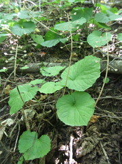 Pachyphragma macrophyllum