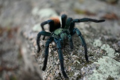 Aphonopelma mooreae