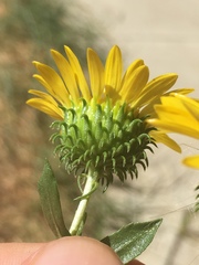 Grindelia stricta