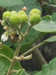 Xylocopa subvirescens