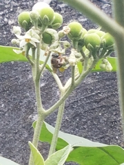 Xylocopa subvirescens