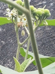 Xylocopa subvirescens