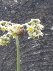Xylocopa subvirescens