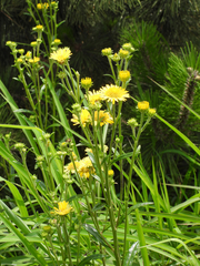 Inula linariifolia