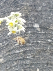 Xylocopa subvirescens