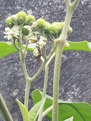 Xylocopa subvirescens