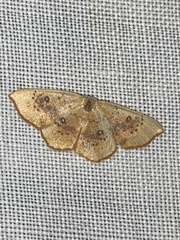 Cyclophora lennigiaria