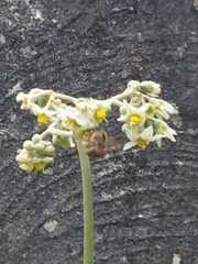Xylocopa subvirescens