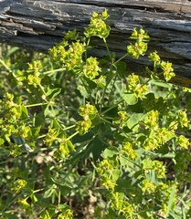 Euphorbia virgata