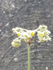 Xylocopa subvirescens