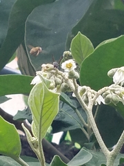 Xylocopa subvirescens