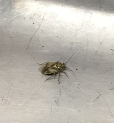 Rhabdomiris striatellus