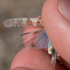 Trimerotropis pseudofasciata
