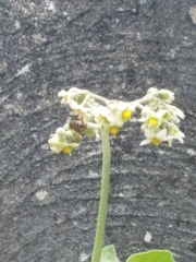 Xylocopa subvirescens