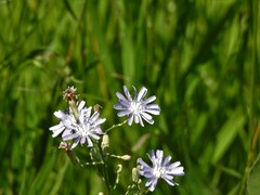 Lactuca pulchella