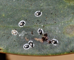 Pseudozaphanera wariensis