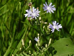 Lactuca pulchella
