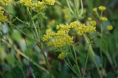 Eriogonum strictum