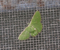 Argyrocosma inductaria