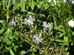 Lactuca pulchella