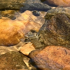 Faxonius cristavarius