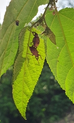Phelypera distigma